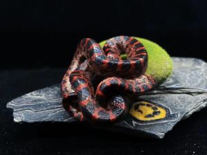 蛇算爬宠吗_神秘宠物新宠儿，温顺易养受欢迎