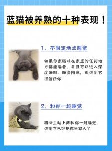 猫养熟了还会跑吗_蹭你安静陪放松打滚