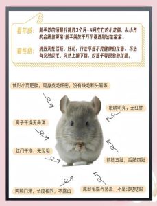 建议新手养爬宠吗_新手养守宫难？温湿要求高，几乎没感情，不确定就选巴西龟玉米蛇