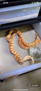 宠物蛇算爬宠吗_新手养宠物蛇，选玉米王蛇易打理