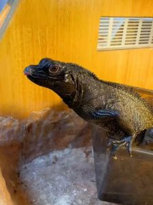 爬宠都有什么_选对爬宠养，乐趣责任感，新手也能轻松带