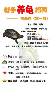 乌龟是爬宠吗_养乌龟难吗？爬宠新选择，养龟有讲究