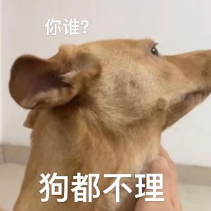 土狗最讨厌主人的表现_土狗讨厌主人时，会怎样表现？