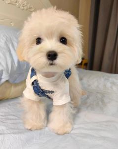 什么小型狗好养_选小型狗看时间精力？贵宾比熊马尔济斯约克夏，各有所需，适合你的才是最好的！