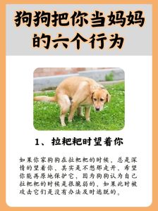 狗子知道主人很爱她吗_狗狗摇尾巴舔手示爱，重视公平陪伴，感知情绪，稳定关爱建立信任