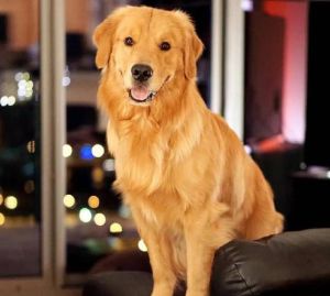 家养什么狗最干净最好养_选对品种，打理简单又干净