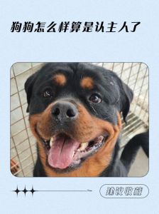 狗能看清主人的样子么_狗狗靠气味样貌声音认主人，情感纽带超强大！