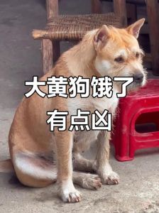 新狗狗到家要饿一天吗_新狗狗到家饮食与适应指南