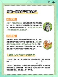 狗狗知道自己换主人了吗_狗狗换主人后情感多变，有的适应快有的失落，情感深度超乎想象