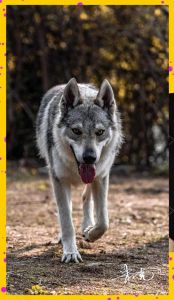 最好养最干净大型犬_忠诚伙伴，选对更快乐