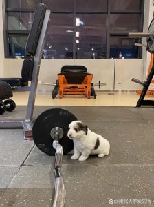 狗狗健身一本就够了_62个趣味训练，让狗狗更强壮协调，增进感情！