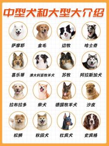 适合家庭养的狗狗的排名_柯基活泼贵宾聪明 边牧高智商 金毛护主 柴犬倔强