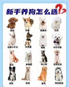 适合家养的狗十大排名_金毛拉布拉多好，训练很重要