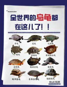 宠物龟排名_各种宠物龟性格各异，选对适合你的小伙伴！