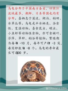 乌龟算爬宠吗_受欢迎的爬宠，饲养需注意环境与饮食
