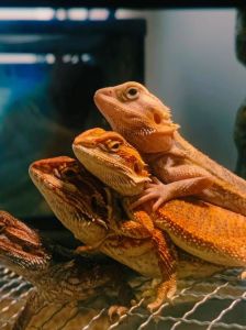 哪些爬宠中国可以养_合法养宠，选鬃狮蜥等易养品种