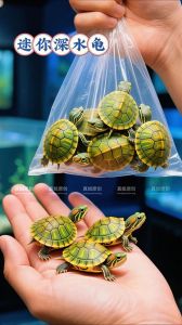 十大颜值最高的宠物龟_中华草龟黄喉拟水龟火焰龟巴西龟麝香龟地图龟圆澳龟东部箱龟缅甸陆龟