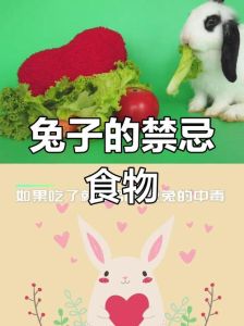 兔子禁忌食物一览表_喂冻食先解冻，变质食快扔，甜食不能吃！兔子健康吃法