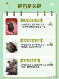 乌龟算爬宠还是水族_爬宠水族两不误，乌龟作伴情更浓