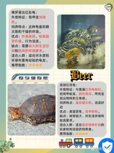 宠物龟排行榜_选只好龟龟，增添生活乐趣！