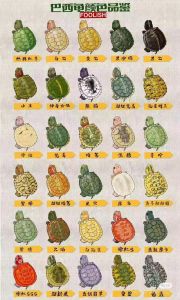 宠物龟养什么品种好_草龟巴西龟花龟等，简单治愈，带来宁静陪伴