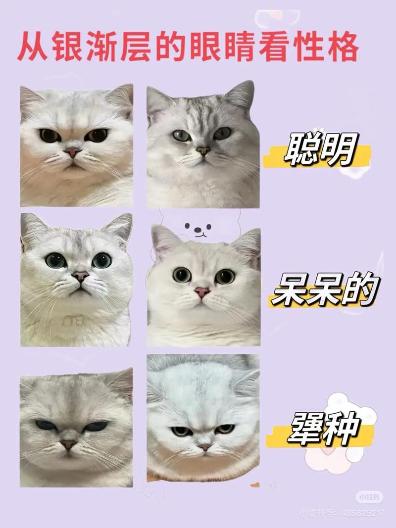 银渐层毛发黄怎么回事_银渐层毛发变黄的原因及解决方法