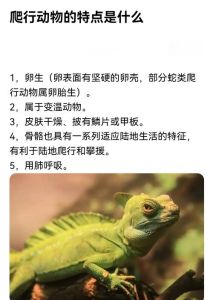 爬宠指的是什么_易养品种与责任养护