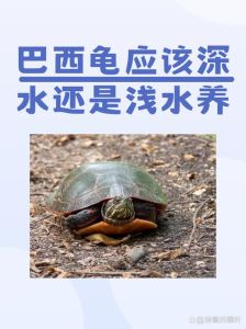 建议穷人养的10种乌龟_选对乌龟好养活，性价比高宠物龟推荐！