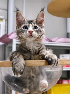 《疯狂动物城2》新角色小鲍勃火遍现实，缅因猫被当特工，萌翻网友