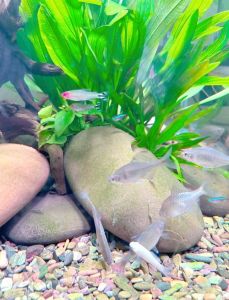 适合学生养的猛鱼_小猛鱼好养？选吻虾虎，乐趣多放松！