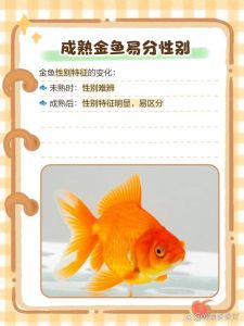 金鱼能过安检吗_导盲犬可带，其他需托运