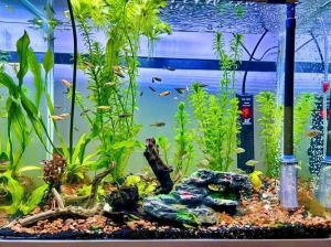 新手鱼缸养鱼入门_二手鱼缸清洗消毒全攻略，造景养鱼步骤详解