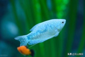 十大适合懒人养的淡水鱼_养鱼乐趣多，选对鱼儿生活轻松！