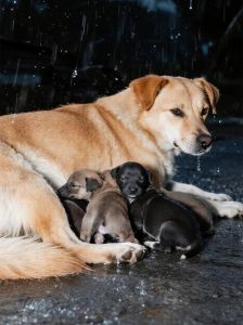 河南女子半年喂流浪狗，狗妈妈带四只小狗找上门，感动收养