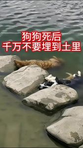 小狗死了埋葬有什么讲究_土葬火葬墓园如何选？