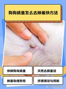 去除狗狗身上跳蚤土方法_天然妙招除狗狗跳蚤，驱赶根除不用愁！