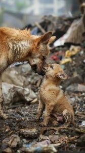 河南女子善心喂流浪狗，意外获赠五只幼犬，人与动物温情互动
