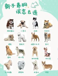 正确养宠物狗的建议_洗澡驱虫疫苗运动饮食，科学照顾更活泼！