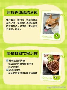 屋里狗尿味怎么去除_定点训练加清洁通风