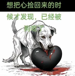 流浪狗五公里追车被收养，高原旅途见证人与动物的真情故事