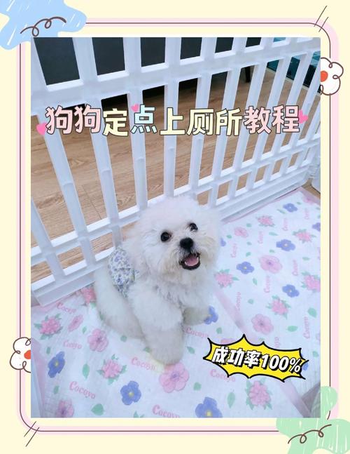 驱赶狗拉屎拉尿最有效方法_狗狗随地便便？试试喷淘米水或风油精！