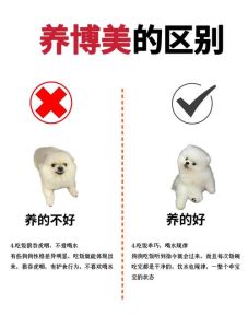 狗狗对人类有好大有多大的好处_忠诚伙伴，健康快乐，家庭守护神