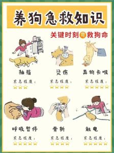 养狗安全注意事项_疫苗喂食训练全攻略