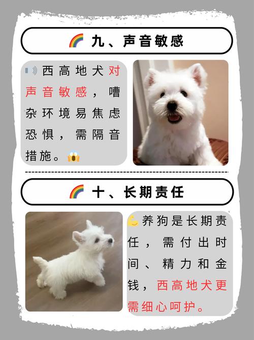 西高地狗好喂养吗_活泼需呵护，喂养训练有讲究