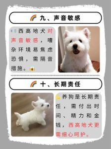 西高地狗好喂养吗_活泼需呵护，喂养训练有讲究