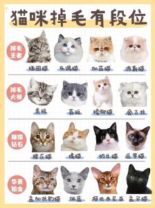 十大最不掉毛猫排名_银渐层掉毛少，布偶德文等猫咪同样友好