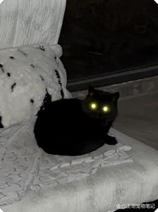 猫的眼睛晚上为什么会发光_反光膜+垂直瞳孔的秘密
