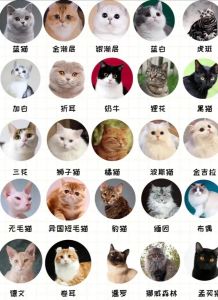 猫品种大全100种_热门品种推荐