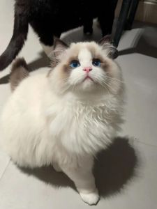 什么猫颜值高又好养_颜值易养猫种大盘点