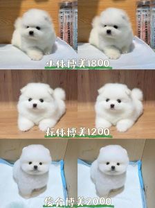 便宜狗狗100以下_100元预算养啥狗？京巴泰迪田园犬经济实惠又亲人